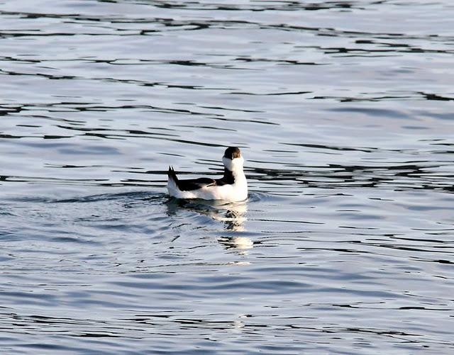 SÁBADO MUY DIVERTIDO-SATURDAY VERY FUN