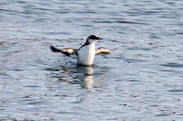 SÁBADO MUY DIVERTIDO-SATURDAY VERY FUN