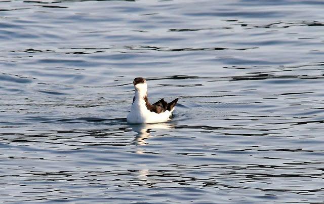 SÁBADO MUY DIVERTIDO-SATURDAY VERY FUN