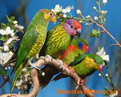 Loriquitos mascotas