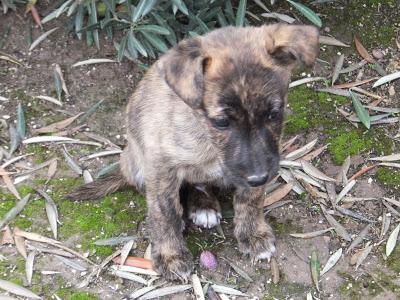 Cachorro de galgo en un cortijo. Pueblo de Jaén.
