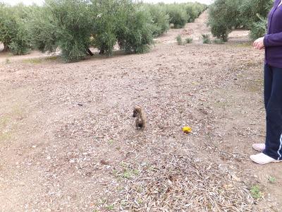Cachorro de galgo en un cortijo. Pueblo de Jaén.