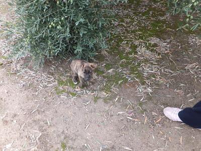 Cachorro de galgo en un cortijo. Pueblo de Jaén.