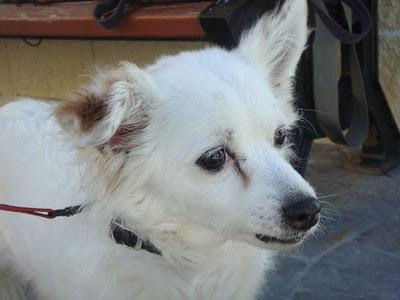 YAYA - mestiza pequinés de 8 años - Madrid - Urgente!!!