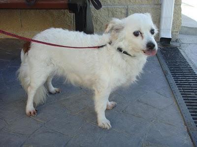 YAYA - mestiza pequinés de 8 años - Madrid - Urgente!!!