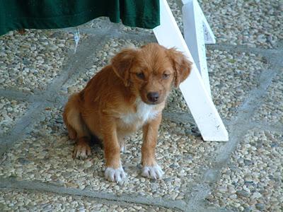 MIKO, CACHORRITO ABANDONADO EN LA AUTOVÍA (MADRID) MUY URGENTE!!