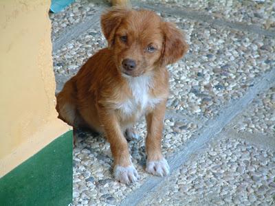 MIKO, CACHORRITO ABANDONADO EN LA AUTOVÍA (MADRID) MUY URGENTE!!