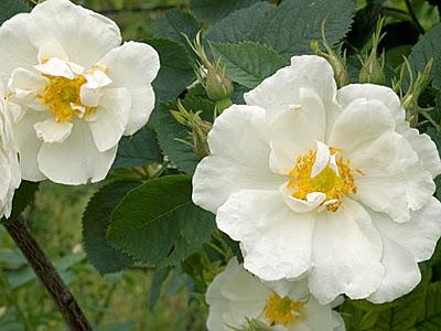 Elegir un rosal trepador blanco.