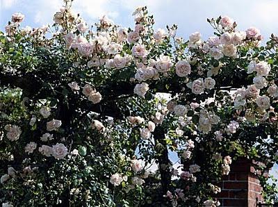 Elegir un rosal trepador blanco.