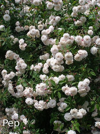 Elegir un rosal trepador blanco.