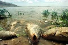 Fuerte sismo en la región peruana de (Ica). Misteriosa muerte de peces en el Mar de Galilea (Israel).
