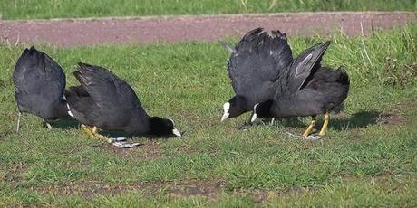 pajaros enfrentándose