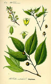 Almez o latonero (Celtis Australis)
