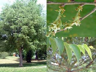 Almez o latonero (Celtis Australis)