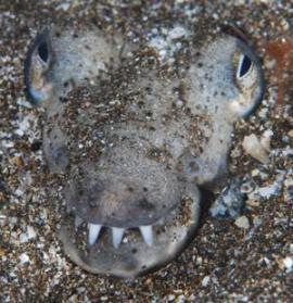LLEGA A CANARIAS UNA NUEVA ESPECIA DE PEZ TROPICAL QUE EXTINGUIR, EL “CARMELITA COCODRILO”.