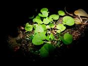 Fragmento biografía verde