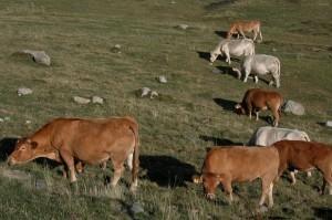 La vaquita (Baqueira, 2003) LA VAQUITA