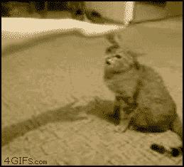 Gato mosqueado atacando. Gif