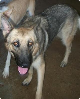 AMAPOLA PRECIOSA X DE PASTOR ALEMAN EN ADOPCION ALICANTE!!!