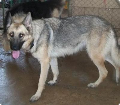 AMAPOLA PRECIOSA X DE PASTOR ALEMAN EN ADOPCION ALICANTE!!!