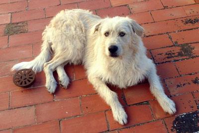 Lizst y Mía labradores cuyo destino depende con urgencia de una acogida -Valencia