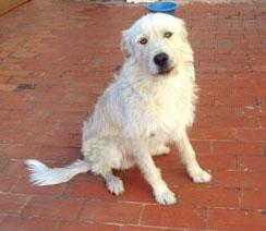 Lizst y Mía labradores cuyo destino depende con urgencia de una acogida -Valencia