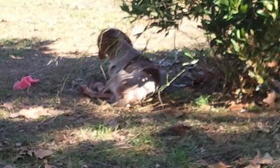 JOHN, bretón joven, otra víctima más de los cazadores sin escrúpulos.