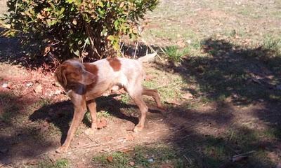 JOHN, bretón joven, otra víctima más de los cazadores sin escrúpulos.