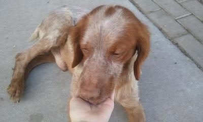 JOHN, bretón joven, otra víctima más de los cazadores sin escrúpulos.