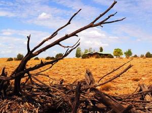 Thelma y Louis tienen Sensibilidad Química Múltiple