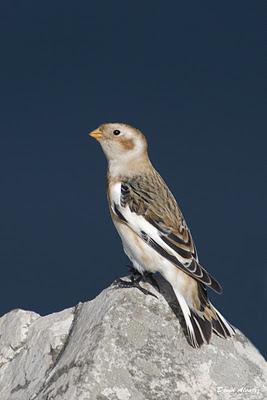 Pajarito de las nieves