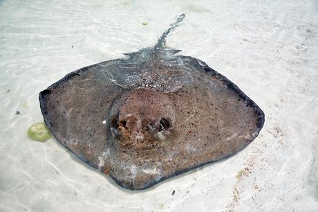 Stingray en aguas poco profundas en Stingray Beach