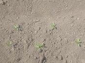 Pimienos puestas regadio mantenimiento