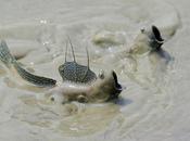 parpadeo pistas sobre cómo evolucionaron nuestros antepasados agua tierra