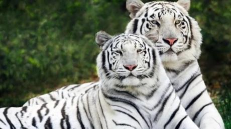 #ZOO: | 4 #tigres de bengala llegan al país para #zoológico de #Caricuao y #ElPinar (+VIDEO) | #VENEZUELA #ANIMALES #CARACAS #ZOO: | 4 #tigres de bengala llegan al país para #zoológico de #Caricuao y #ElPinar (+VIDEO) | #VENEZUELA #ANIMALES #CARACAS