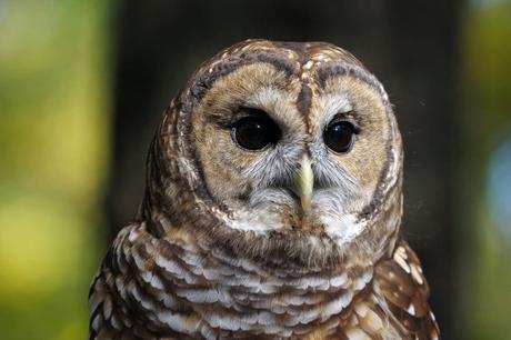 15 mejores cosas que hacer en Alabaster (AL) 15 mejores cosas que hacer en Alabaster (AL)