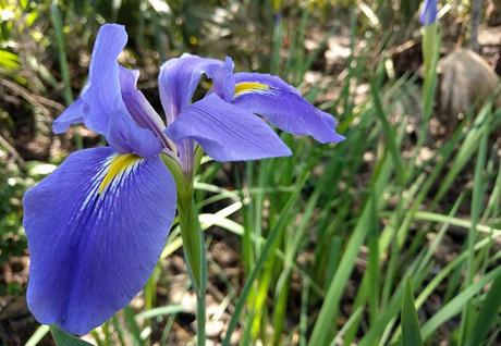 Iris azul gigante