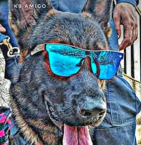 #MASCOTAS:  |  Falleció el #perrito venezolano «Amigo»:  Buscó sobrevivientes en #Turquía y #LasTejerías  | #ANIMALES #PERROS