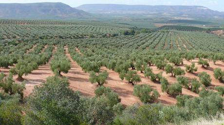 Rebajado el índice corrector para el olivar en Jaén