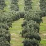 Rebajado el índice corrector para el olivar en Jaén Rescate al olivar
