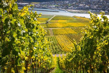 15 mejores cosas que hacer en Rüdesheim am Rhein (Alemania)