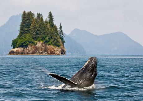 ver ballenas en alaska