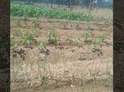 Temperaturas altas arrebatan cosechas