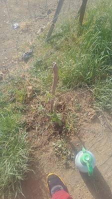 Fotos huerto 2023 IV