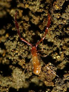 Nueva cavidad designada como Reserva Entomológica Nueva cavidad designada como Reserva Entomológica