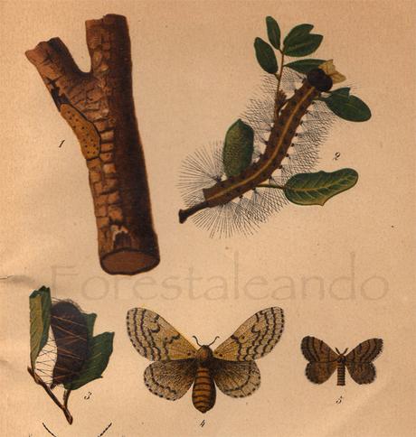 José Manuel ha comentado en la entrada, La Lagarta o lagarta peluda (Lymantria dispar L.), del sitio FORESTALEANDO José Manuel ha comentado en la entrada, La Lagarta o lagarta peluda (Lymantria dispar L.), del sitio FORESTALEANDO