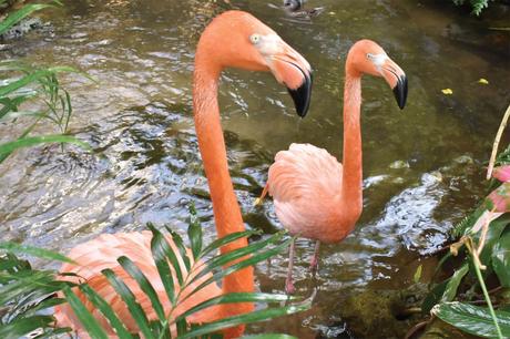 Flamencos rosados