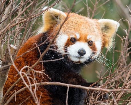 Panda rojo en el Parque Zoológico Nacional