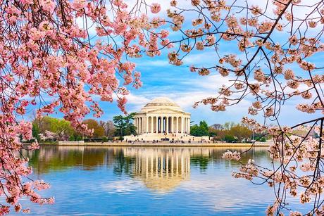 Jefferson Memorial con cerezos en flor de primavera