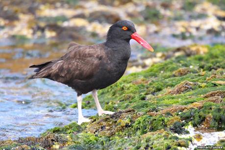 Fotografiando al ostrero  negro